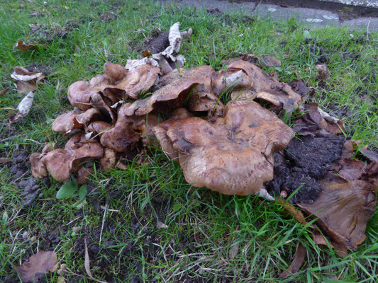 Paxillus involutus - Gewone krulzoom