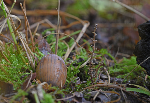 Vertakte collybia