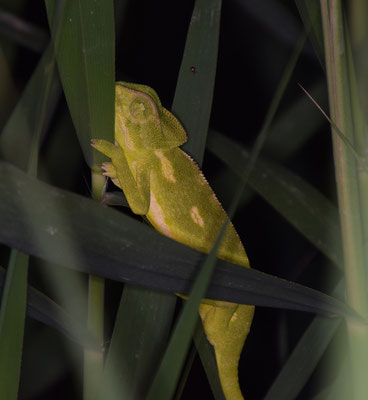 Europese kameleon (Chameleo chameleon)