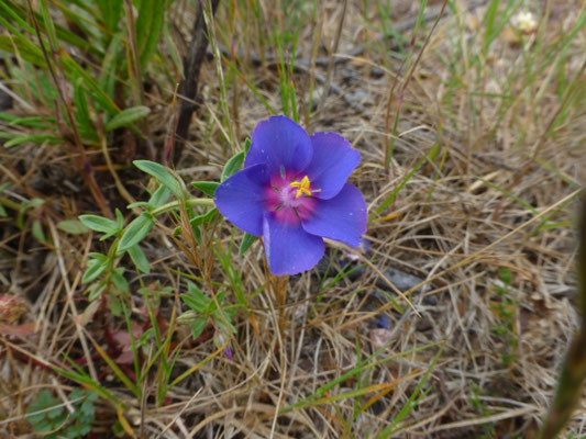 Anagallis monelli