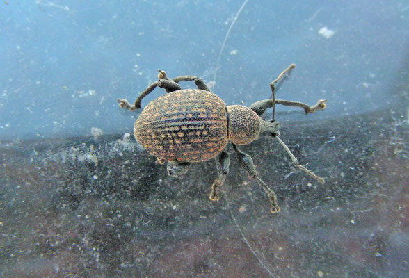 Otiorhynchus sulcatus - Gegroefde lapsnuitkever