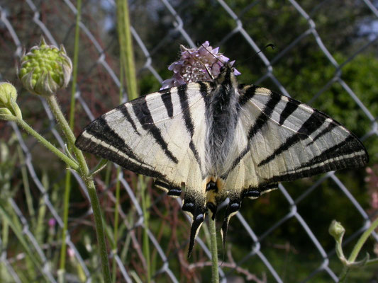 Iphiclides podalirius (koningspage)
