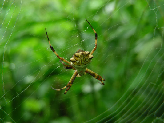 Argiope species