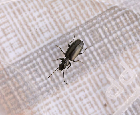 Microlestes minutulus - Kleine dwergloper