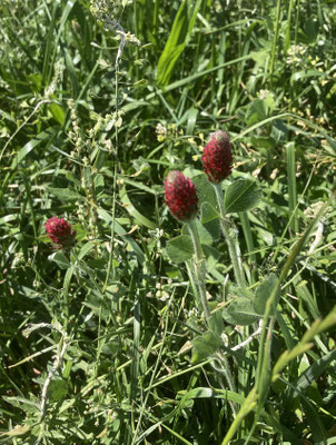 Trifolium incarnatum - Inkarnaatklaver