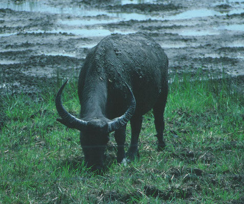 Waterbuffel