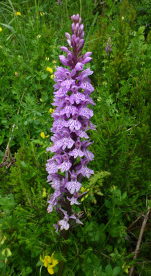 Dactylorhiza fuchsii