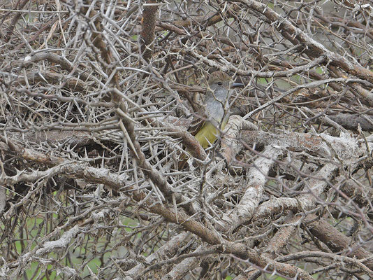 Brown-crested Flycatcher