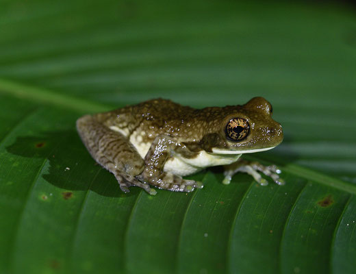 Trachycephalus typhonius