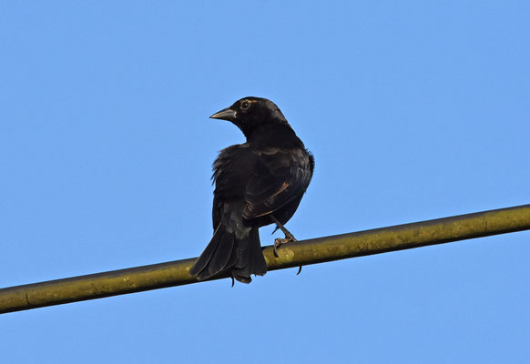 Shiny Cowbird