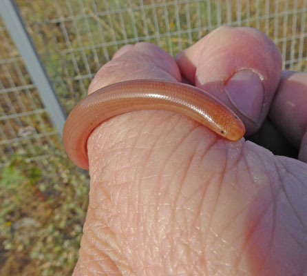 Typhlops vermicularis