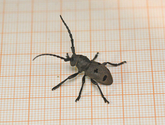 Herophila tristis
