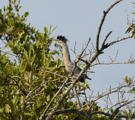 Striated Heron