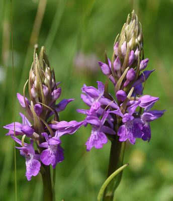 Gevlekte rietorchis
