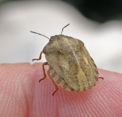 Eurygaster testudinaria - Gewone pantserwants