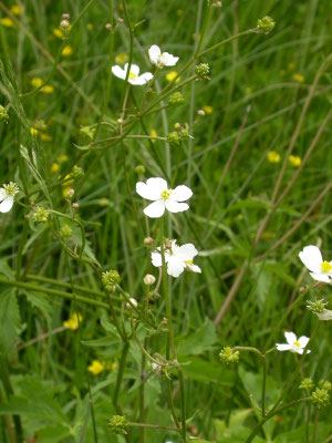 Ranunculus aconitifolius
