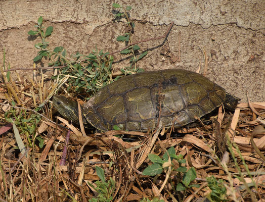 Balkan Terrapin (Mauremys rivulata) 