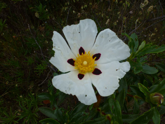 Cistus ladanifer