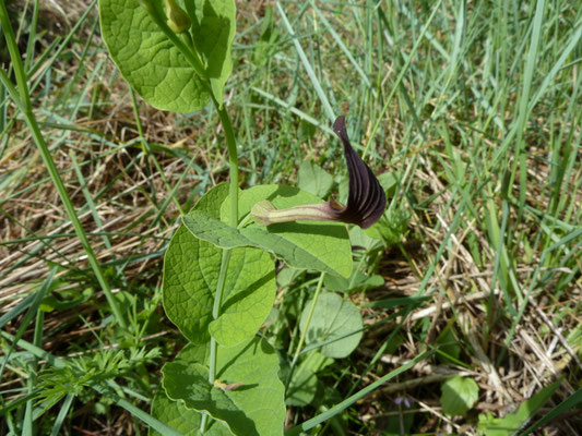 Aristolochia rotunda