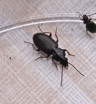 Pterostichus strenuus - Gepuncteerde zwartschild