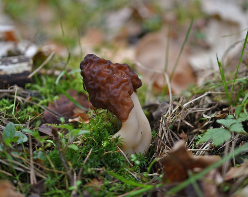 Gyromitra esculenta - Voorjaarskluifzwam