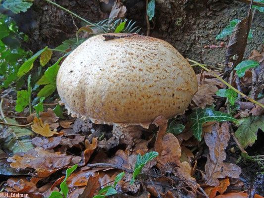reuzenchampignon