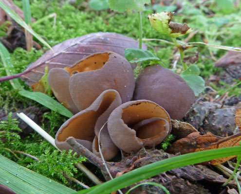 Otidea bufonia ss. lato - donkere hazenoren