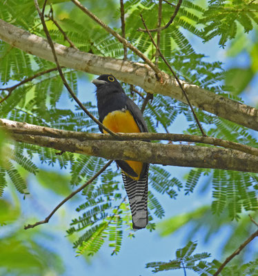 Guianan Trogon