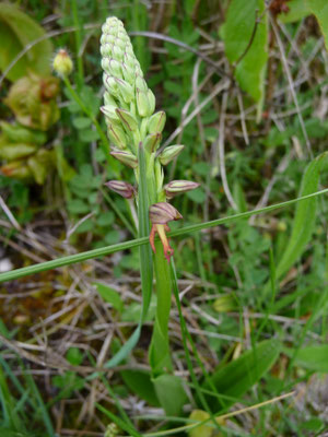 Orchis anthropophora - Poppenorchis