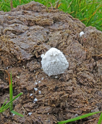 Coprinopsis niveus sl - Poederinktzwam