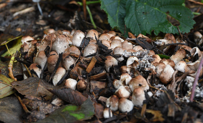 Leucoagaricus meleagris - Compostchampignonparasol