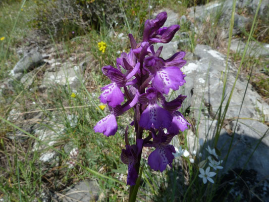 Orchis morio