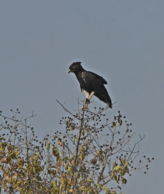 Lophaetus occipitalis - Long-crested Eagle