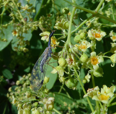 Xanthostigma xanthostigma