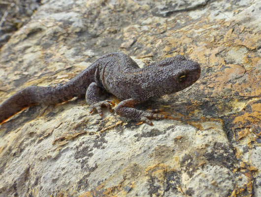 Ichthyosaura alpestris cyreni