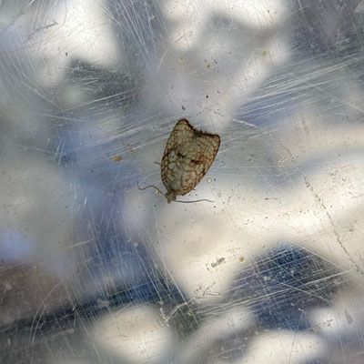 Acleris forsskaleana - Kleine boogbladroller