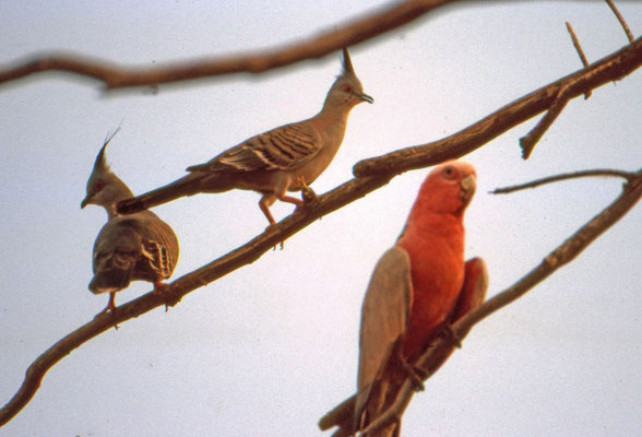 Galah en Crested Pigeon