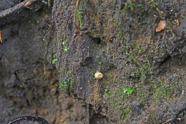 Plicariella scabrosa (Losser)