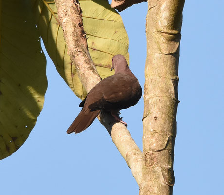 Ruddy Pigeon