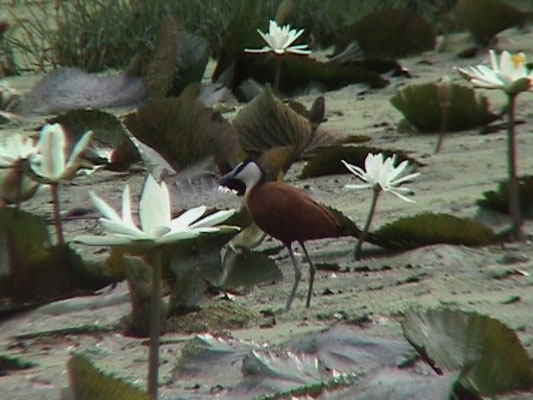 Actophilornis africanus - African Jacana