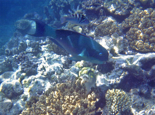 Indian Ocean Steephead Parrotfish