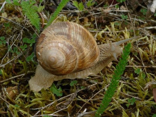 wijngaardslak (Helix pomatia)