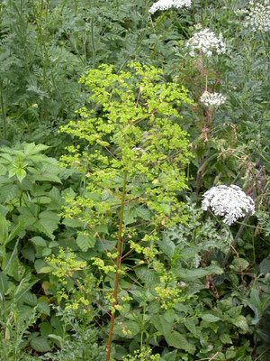 Euphorbia amygdaloides - Amandelwolfsmelk