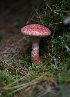 Suillus pictus - Roodschubbige ringboleet