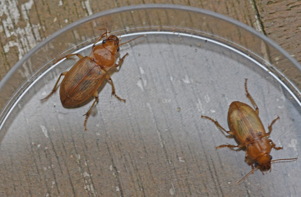 Harpalus flavescens - Gele kruiper