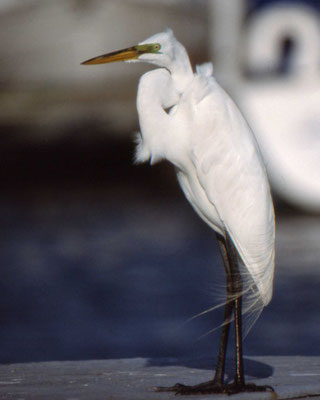 Great Egret
