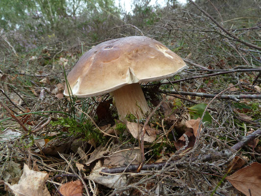 Boletus reticulatus - Vroeg eekhoorntjesbrood