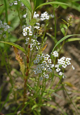 Lobularia maritima - Zilverschildzaad