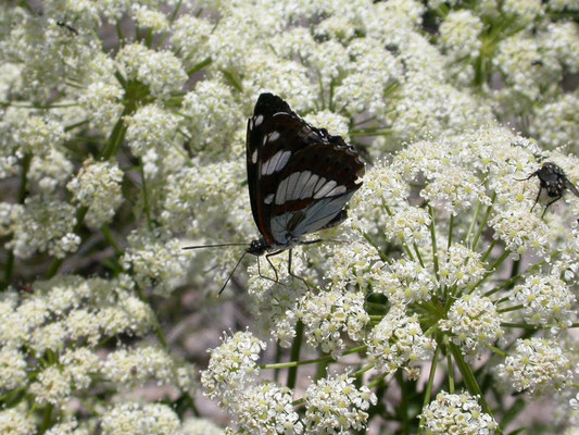 blauwe ijsvogelvlinder (Limenitis reducta)