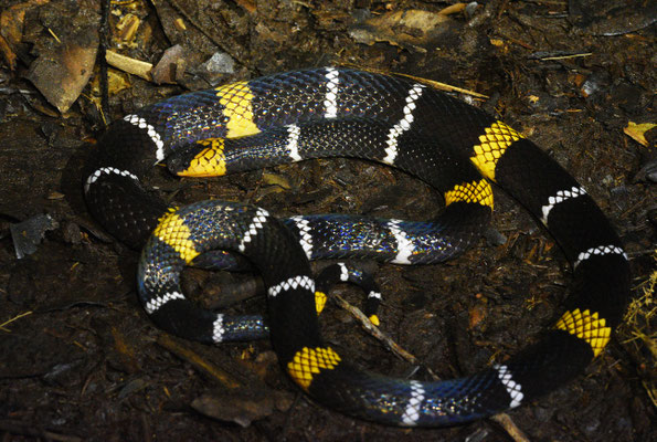 Micrurus hemprichii hemprichii - Echte Breed-zwartbandige Koraalslang